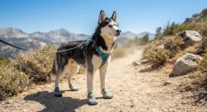 A husky wearing mesh dog hiking boots designed to keep paws cool on hot summer trails.