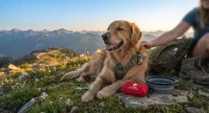 Happy golden retriever resting safely after a long day of hiking with its owner